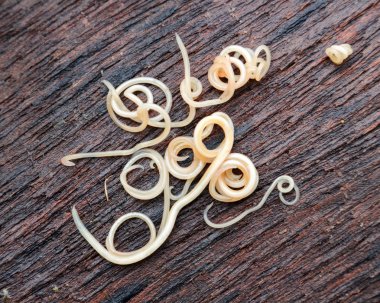 Helminths Toxocara canis (also known as dog roundworm) or parasitic worms from little dog on wood background clipart