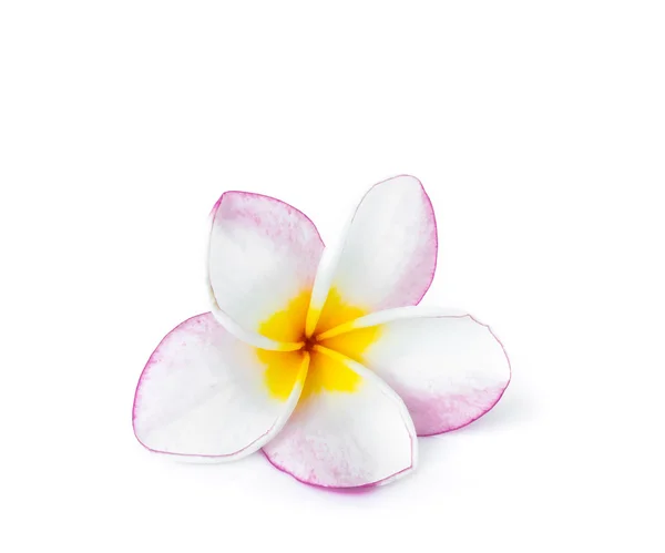 Closeup Plumeria pink and white color on white background — Stock Photo, Image