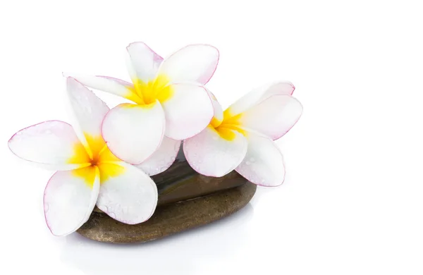 Plumeria Blume auf Stein mit weißem Hintergrund für Wellness entspannen — Stockfoto