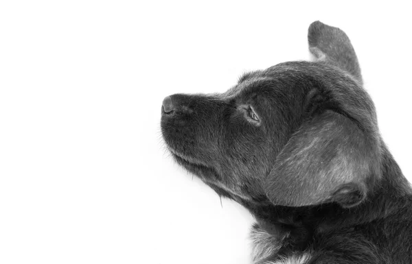 Закрыть ребенка грязной собакой черного цвета на белом фоне, выборочный фокус — стоковое фото