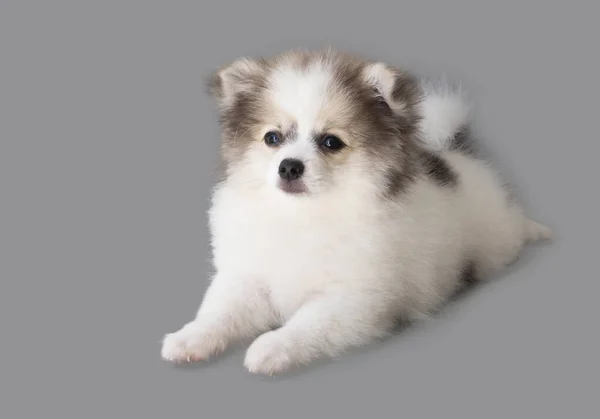 Pomeranian Mirando Algo Con Sonrisa Sensación Feliz Sobre Fondo Gris — Foto de Stock