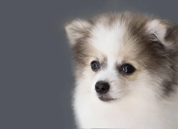 Pomeranian Olhando Algo Com Sorriso Sentimento Feliz Fundo Cinza Claro — Fotografia de Stock