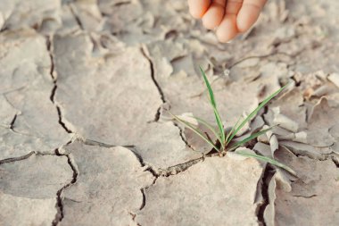 Kurak topraktan sulama filizleri büyüyor. Sabah güneşi parlıyor. Küresel ısınma kavramı..