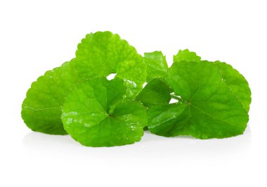 Gotu kola Leaf, Asya pennywort, Hindistan pennywort beyaz arka plan, bitki ve tıbbi konsept