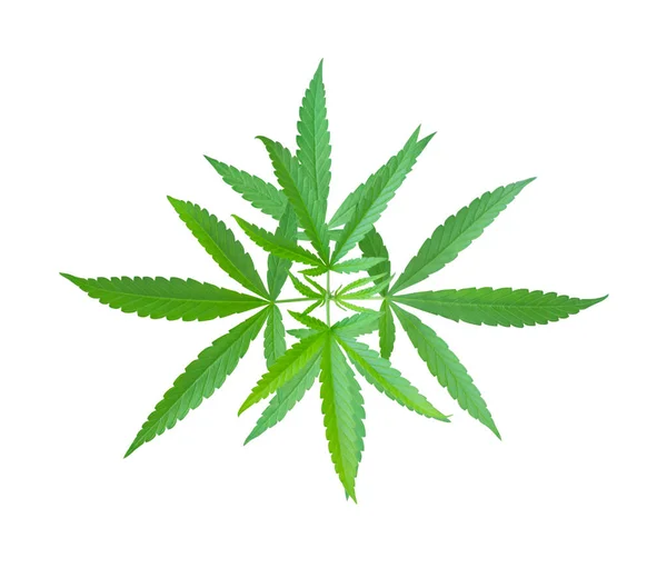Planta Hojas Cannabis Marihuana Aislada Sobre Fondo Blanco Cuidado Salud — Foto de Stock