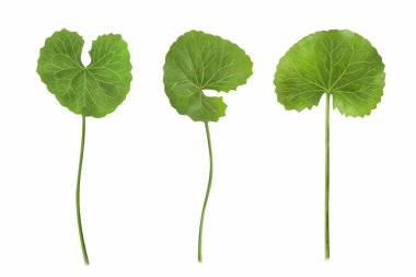 Beyaz arka plan, sağlık ve tıbbi konsept üzerine Gotu kola yaprağı dijital illüstrasyon