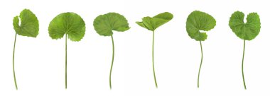 Beyaz arka plan, sağlık ve tıbbi konsept üzerine Gotu kola yaprağı dijital illüstrasyon