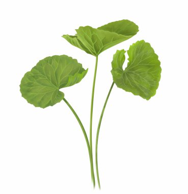 Beyaz arka plan, sağlık ve tıbbi konsept üzerine Gotu kola yaprağı dijital illüstrasyon