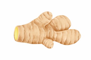 Zencefil kökü dijital illüstrasyonu bitki ve tıbbi ürün konsepti için beyaz arkaplanda izole edildi