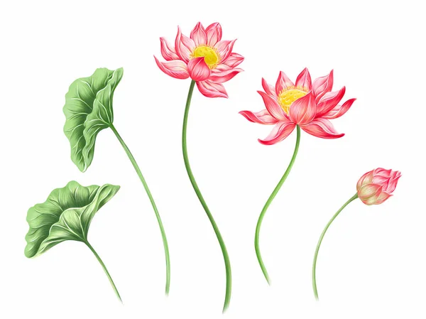 Lotus Flower Plant Leaves Digital Illustration Botanical Art — Stock Photo, Image