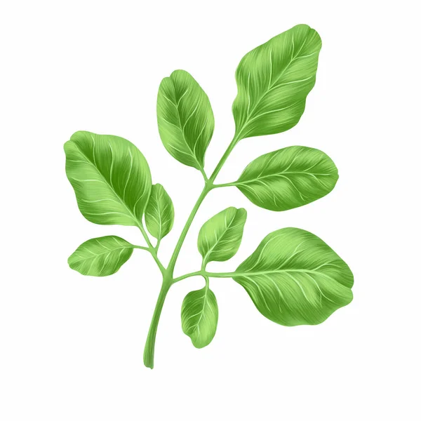 Moringa Φύλλα Βότανο Απομονώνονται Λευκό Φόντο Υγειονομική Περίθαλψη Και Ιατρική — Φωτογραφία Αρχείου
