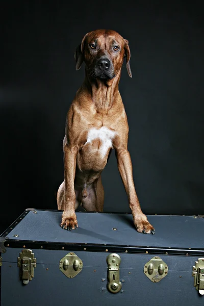 Rodezya ridgeback köpek — Stok fotoğraf