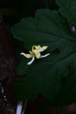 Tek soluk sarı çiçek büyük yeşil bir yaprağın üzerinde görünür böcek delikleriyle dinleniyor. Doğal ışıkta botanik sahnesi, bitki dokusunu vurgulamak, yaprak hasarı ve organik açık hava ayrıntıları..