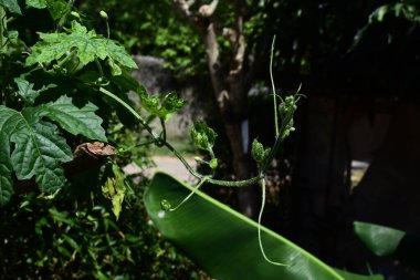 Tropikal bir bahçede doğal olarak yetişen körelmiş filizleri ve taze yeşil yaprakları olan genç bir sarmaşığa yakın plan, erken bitki gelişimini, organik gelişimi ve ev bahçesi ortamını gösteriyor..