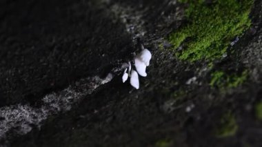 Doğal ortamda yeşil yosunlu ağaç kabuğundan büyüyen küçük beyaz mantarların makro yakın çekimi. Narin mantar dokusunu, nemi ve orman mikro sistemini yakalar. Botanik ve doğa görselleri için idealdir..