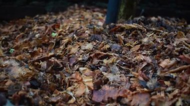 Organik gübre ve toprak yüzeyinde çürüyen bitki maddesinin yakın çekimi. Doğal gübre dokusu ağaç kabuğu, yaprak ve odun parçalarını gösterir. Bahçe işleri, toprak sağlığı, bitki besinleri ve sürdürülebilirlik temaları için idealdir..