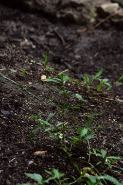 Nemli toprakta yetişen genç yeşil fideler erken bitki gelişimini ve doğal yetiştirilmesini gösteriyor. Tarım, bahçıvanlık, sürdürülebilirlik, bitki büyümesi, tarım ve çevre kavramları için ideal.