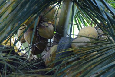 Yeşil yapraklarla çevrili hindistan cevizi palmiyesinde yetişen hindistan cevizi ağaçlarının yakın çekimi, tropikal tarımı, taze hindistan cevizi hasadını, doğal meyve yetişmesini ve açık havada çiftçilik yapmayı gösteriyor..