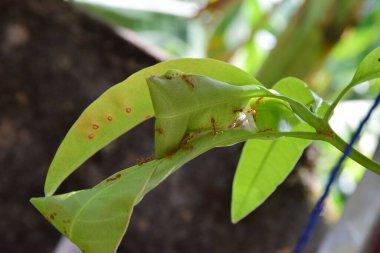 Yeşil peygamber devesi, açık havada taze bitki yapraklarının üzerinde dinleniyor. Böcek yaban hayatı, makro fotoğrafçılık, kamuflaj, biyolojik çeşitlilik, tropikal doğa ve ekosistem kavramları için ideal..