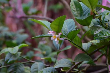 Yeşil yapraklı bir dalda açan küçük beyaz çiçeğe yakın plan, narin taç yaprakları ve doğal bahçe güzelliğini gösteriyor. Bitki büyümesi, tropikal bitki örtüsü, doğa ayrıntıları ve botanik fotoğrafçılık için idealdir..