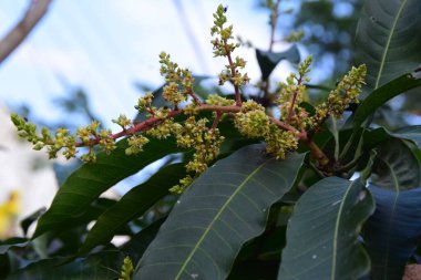 Mango ağacının çiçek açtığı sahnede yapraklı bir dalda küçük sarı-yeşil çiçekler ve tomurcuklar görülüyor. Tropikal meyve yetiştirme, çiçek açma mevsimi ve taze yeşil yapraklı doğal bahçe ortamını yakalar.