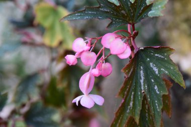 Parlak yeşil yaprakları ve su damlacıkları ile narin pembe çiçeklerin yakın çekimi, doğal güzelliği, tazeliği ve bitki detaylarını vurguluyor. Doğa, bahçıvanlık, botanik ve makro fotoğrafçılık konuları için mükemmel..
