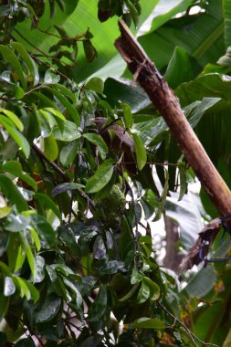 Yeşil tropikal ağaç dalı ve doğal güneş ışığı altında parlak yapraklar. Botanik ve doğa temaları için ideal, açık bir bahçe ortamında sağlıklı yeşillik, bitki dokusu ve yemyeşil bitkiler gösterir.