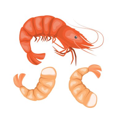 Beyaz arka planda karides, deniz ürünleri. Vektör illüstrasyonu.