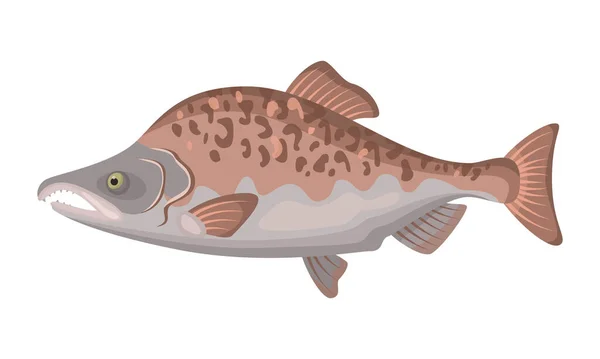 Pink Salmon Fish White Background Seafood Vector Illustration — Stock Vector