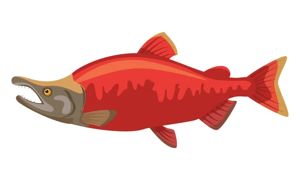 Ikan Salmon Sokeye Pada Latar Belakang Putih Makanan Laut Ilustrasi - Stok Vektor