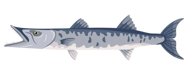 Peixe Barracuda Sobre Fundo Branco Frutos Mar Ilustração Vetorial —  Vetores de Stock