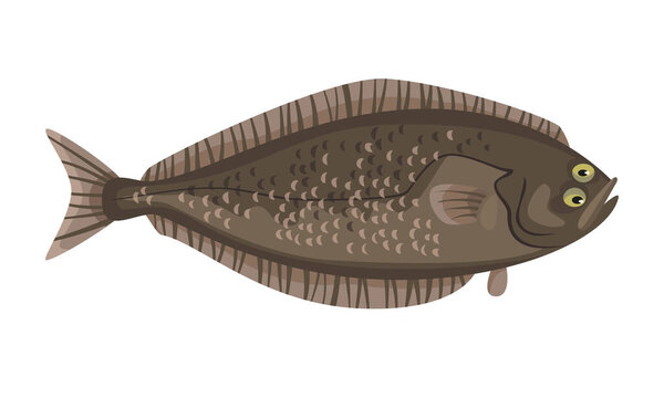 Halibut fish on white background, seafood. Vector illustration.