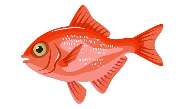 Alfonsino Fish Beryx Fish White Background Seafood Vector Illustration — Stock Vector