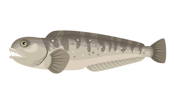 Atlantik Wolffish Ikan Lele Pada Latar Belakang Putih Makanan Laut - Stok Vektor
