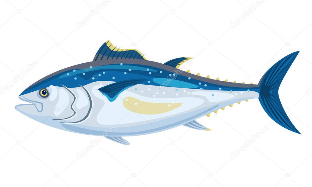 Yellowfin tuna on white background, seafood. Vector illustration.