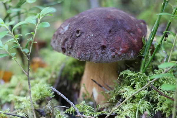 Un fungo nel bosco — Foto Stock
