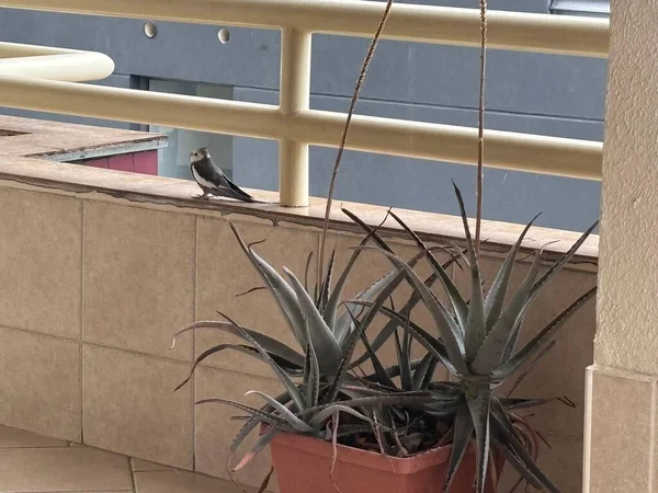 Küçük bir kuş, saksıdaki sulu bitkilerle çevrili bir balkona sakince tünemiş. Arka planda nötr tonlarda modern bir yapı var, dingin ve doğal bir atmosfer yaratıyor..