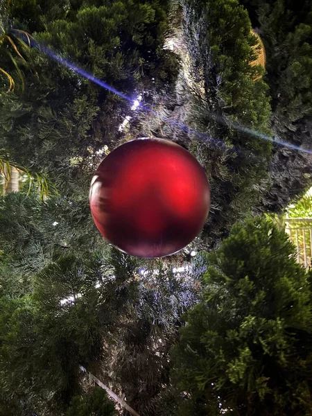 Yeşil yapraklar ve parıldayan ışıklarla çevrili güzel, parlak, kırmızı bir Noel süsü bir çam ağacından sarkmış. Bayram mevsiminin büyüsünü ve yılın bu zamanının tipik neşesini çağrıştırıyor..