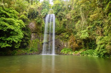 Tropikal orman büyümesi Millaa Millaa Şelalesi 'ni sarar ve Avustralya' nın Kuzey Queensland kentindeki Cairns yakınlarında bulunan Atherton Tabloları 'ndaki dalış havuzuna dökülür..