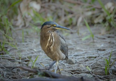 Muhteşem çizgili balıkçıl ya da yeşil balıkçıl avında, Avustralya, Queensland 'daki Gold Coast' taki Varsity Lakes 'de geliştirilmiş sulak arazide tel örgülerle kaplanmış kaya yürüyüşleri..