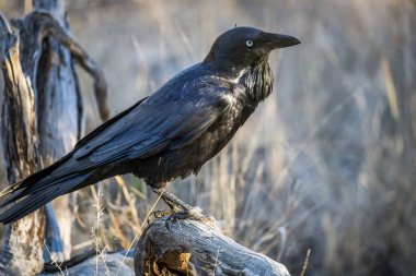 Avustralya 'nın Queensland kentinde, Glenmorgan' daki Myall Park botanik bahçesindeki kuru çalılıklarda bulunan ölü bir dala tünemiş büyük sakal kesikleri veya boğaz kesikleriyle tanınan Avustralyalı bir Kuzgun..