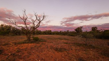 Yarı kurak bir ülkede, yarı kurak bir ülkede, tepede bulunan çoklu ağaçlar kırmızı toprakta seyrek çimenler ve güneş tarafından çoktan ufukta görünen bulutlar Queensland, Avustralya 'daki Yowah' daki Kayalıklar 'da pembeye döndüler..