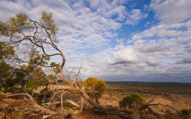 Düşen bir mulga ağacı, kuraklığa dayanıklı bir ağaç, bulutlu mavi gökyüzü zeminine ve Queensland, Avustralya 'da Yowah' da yarı kurak ve sert mulga ovucu bir çevreye karşı görülür..