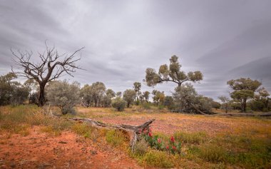 Yerdeki çürüyen bir ağaç gövdesi Avustralya 'nın Queensland kentindeki Yowah' da yarı kurak bir bölgede bulunan mulga çalılıklarıyla dolu bir opal fosil alanında bitki yetiştirme koşulları oluşturur..