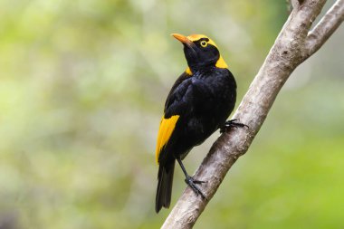 Rengarenk bir erkek vekil bowerbird bir dala tünemiş ve Avustralya 'nın Queensland şehrindeki Lamington Ulusal Parkı' ndaki O 'Reilly' nin bulanık geçmişine bakınıyor..