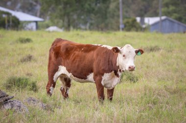 Bir Hereford sığır ineği, Avustralya 'nın Queensland kentindeki Gatton' daki bu sığır çiftliğinde tipik kırmızı kahverengi ve beyaz desenleri sergileyerek otlak bir çayırda durmaktadır..