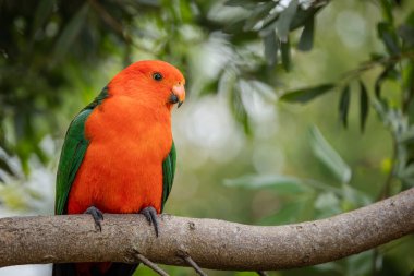 Canlı kırmızı ve yeşil bir papağan yağmur ormanlarındaki bir ağacın dalına tünemiş ve Avustralya 'nın Queensland kentindeki Lamington Ulusal Parkı' ndaki O 'Reilly' s 'de yiyecek arıyor..