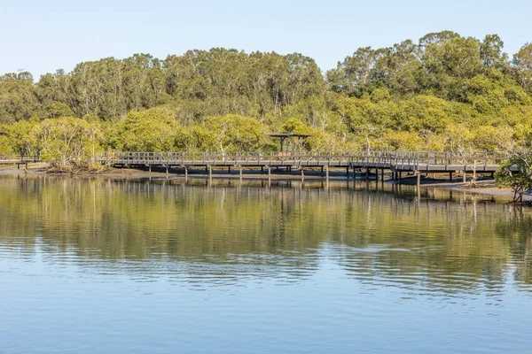 Geri dönüştürülmüş plastiği kullanan ve Currumbin Deresi 'nde çok daha geniş olan, Queensland, Avustralya' daki Gold Coast 'un arka planında mangrov ve okaliptüs ağaçları bulunan yeni yükseltilmiş tahta yolun bir parçası..