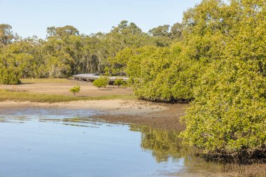 Geliştirilmiş tahta yolun küçük bir kısmı mangrovların arasından çıkar ve Avustralya 'nın Queensland şehrindeki Currumbin Deresi' nin nehir kıyısındaki sakız ağaçlarının arasında kaybolur..