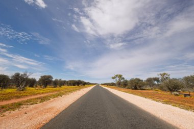 Mulga ağaçları ve Avustralya 'nın Queensland kentindeki Thargomindah yakınlarında yarı kurak bir ülkede sarı kır çiçekleri ile birlikte uzun düz bir taşra yolu ortadan kayboluyor..